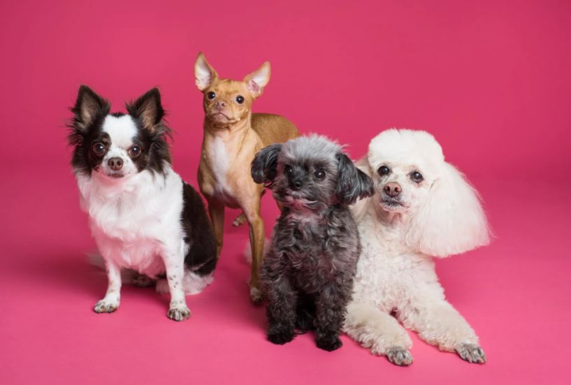 Ley perros 2023 – Exigen cursos obligatorios a dueños de perros